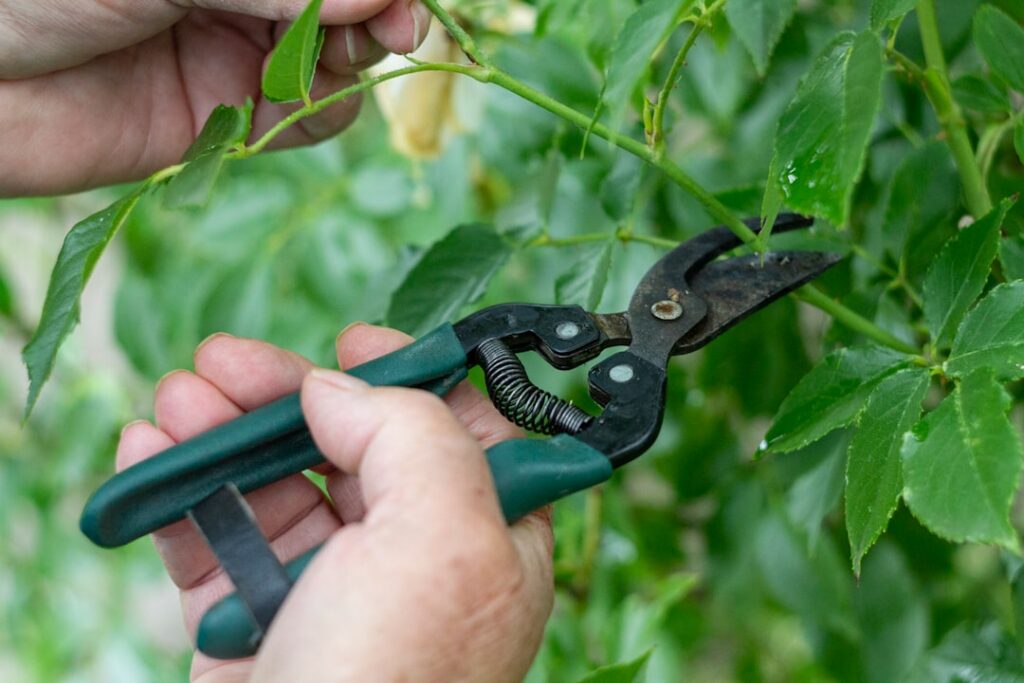 Close-up of hands pruning a fruit tree branch to remove diseased or crossing wood