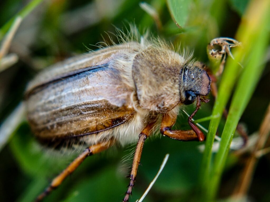 Close-up of a shimmering metallic golden scarab beetle Chrysina aurigans on a green leaf