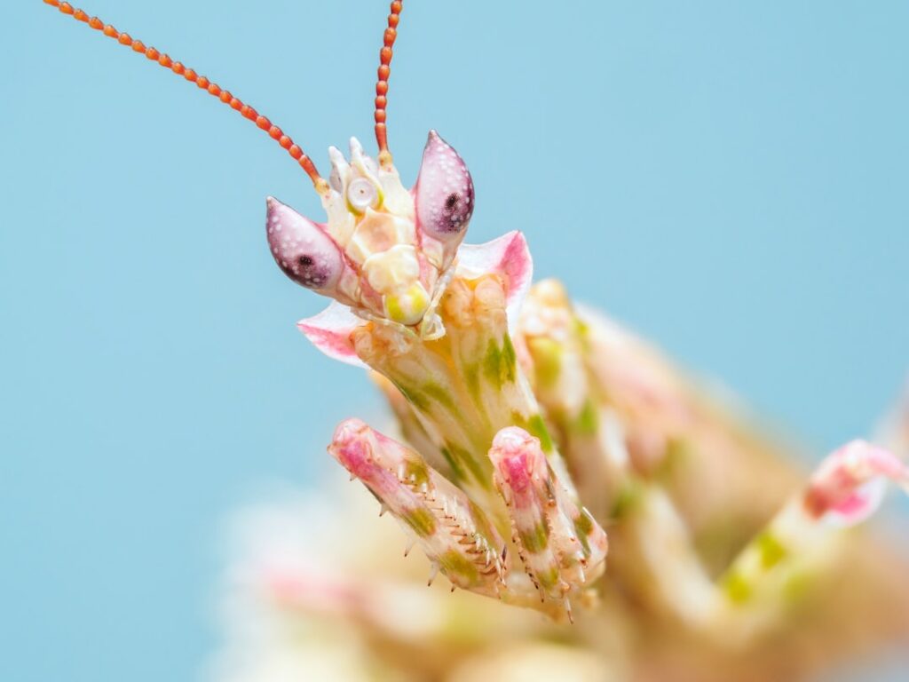 A delicate pink and white Orchid Mantis Hymenopus coronatus perfectly camouflaged on an orchid flower