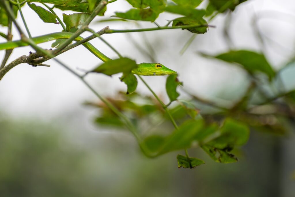 Close-up photo of a plant leaf showing typical damage from common garden pests like aphids or spider mites with small ho