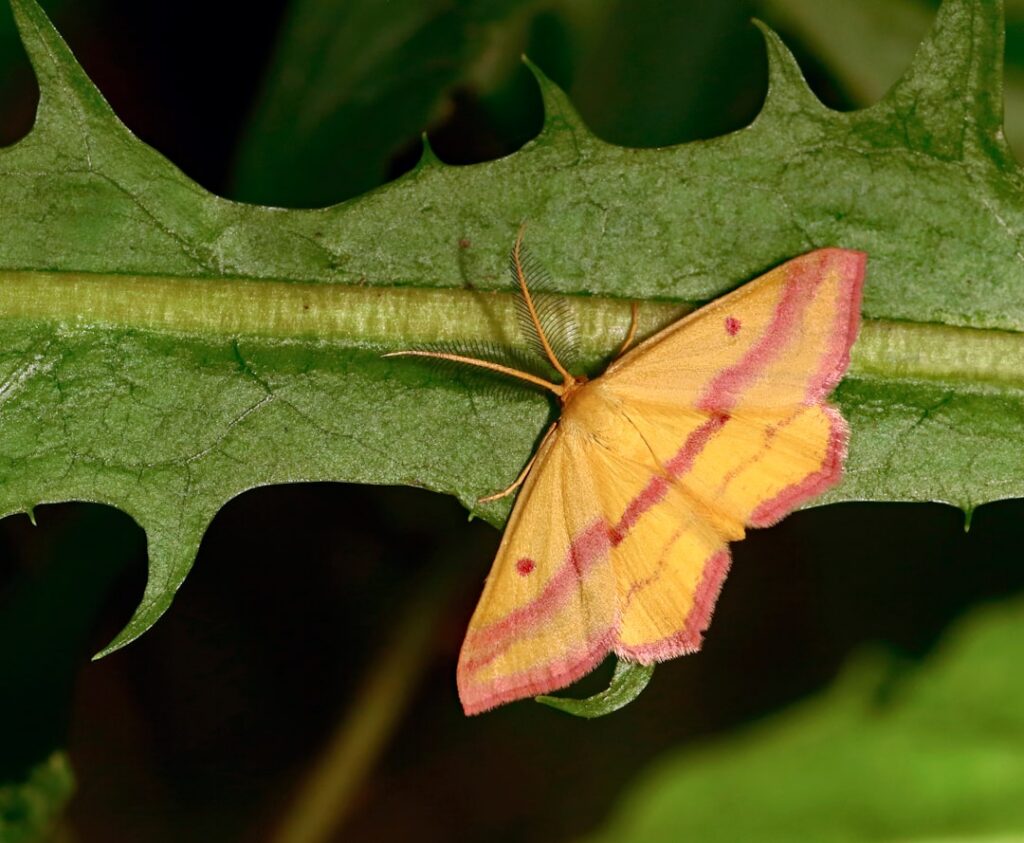 A fuzzy vibrant pink and yellow Rosy Maple Moth Dryocampa rubicunda resting on a green leaf or twig