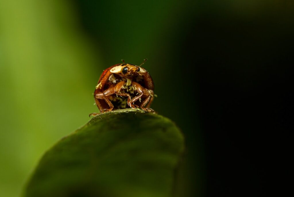 A tiny iridescent golden tortoise beetle Charidotella sexpunctata with a translucent shell perched on a green leaf