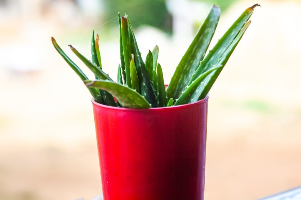 A clear glass jar filled with a translucent light brown clove-infused gel next to whole cloves