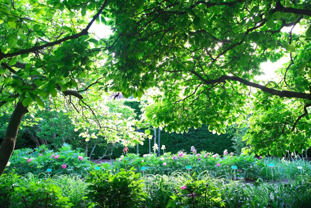 A variety of shade-loving plants including Hostas Ferns and Astilbe creating a lush groundcover beneath a large tree
