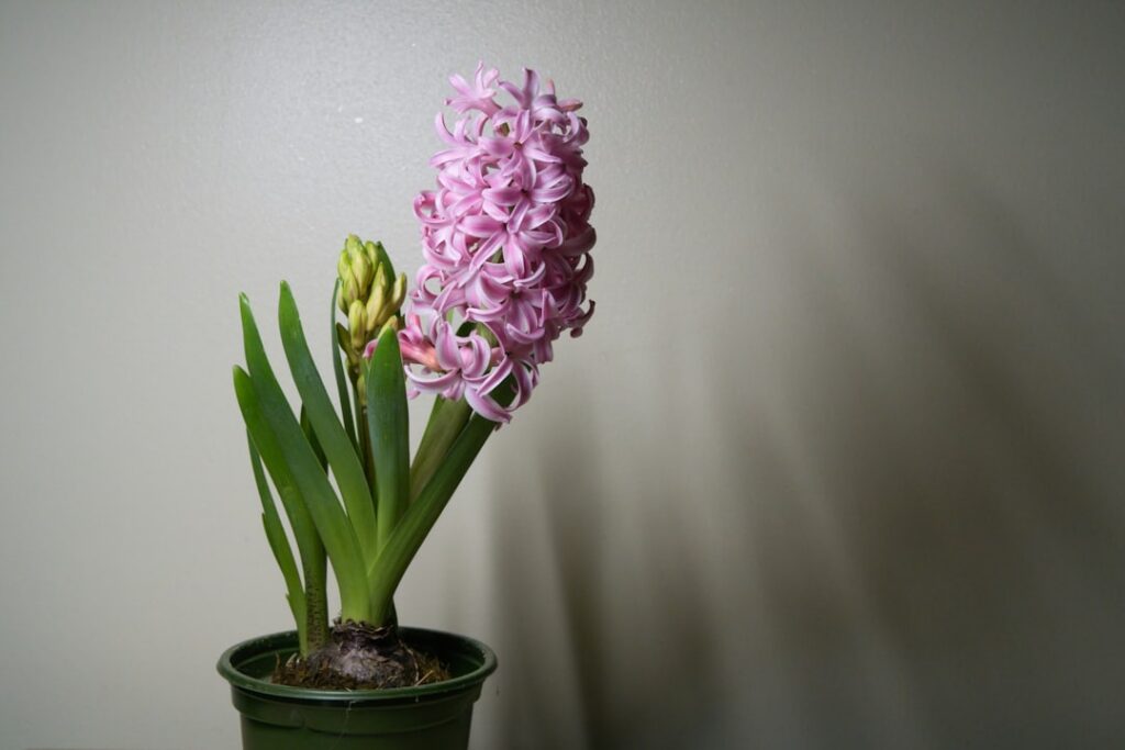 A close-up photograph of hyacinth bulbs with developing roots in a special bulb-forcing glass vase showing the water lev