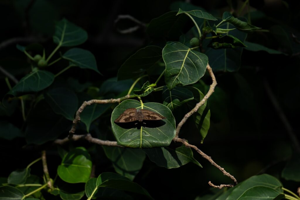 A large pale green Luna Moth Actias luna with long trailing tails resting on a branch at night