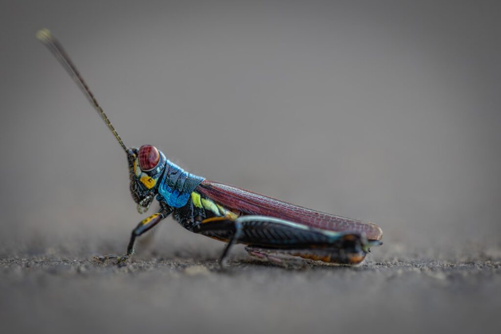 A strikingly patterned Rainbow Grasshopper Dactylotum bicolor with vivid red blue yellow and black markings on a blade o