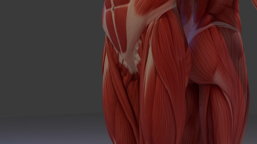 An infographic or diagram showing the anatomy of the quadriceps and gluteal muscles in the human leg and hip area