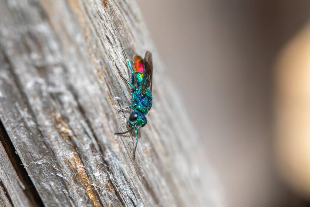 A tiny iridescent Cuckoo Wasp Chrysis ignita gleaming with metallic blue green and red hues on a leaf or flower
