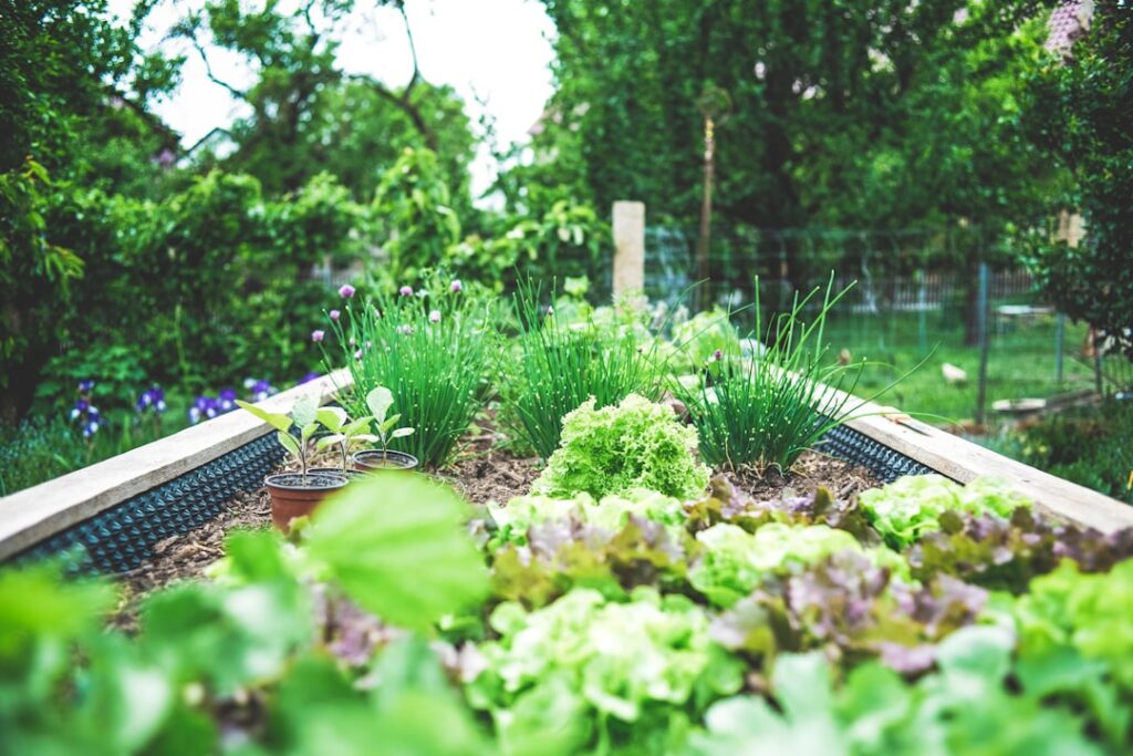 A vibrant garden with various healthy vegetable plants showcasing different growth stages and a clear organization sugge