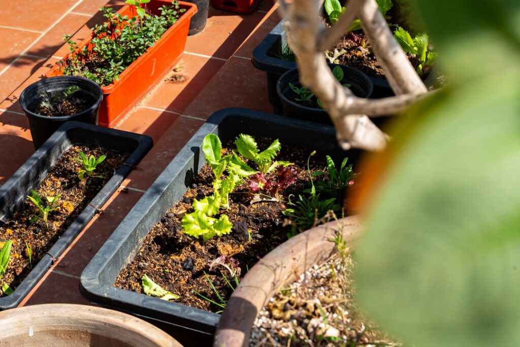 A vibrant healthy beet plant growing in a terracotta pot on a sunny balcony with other container plants in the backgroun