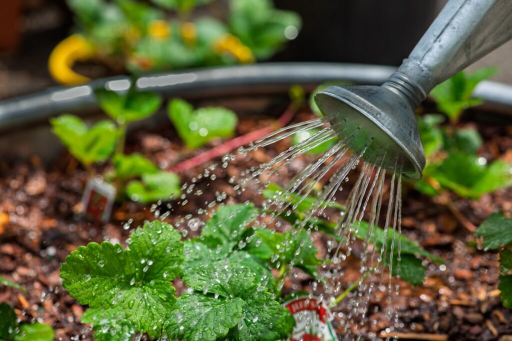 A healthy chili plant in a pot demonstrating good watering practice with moist soil