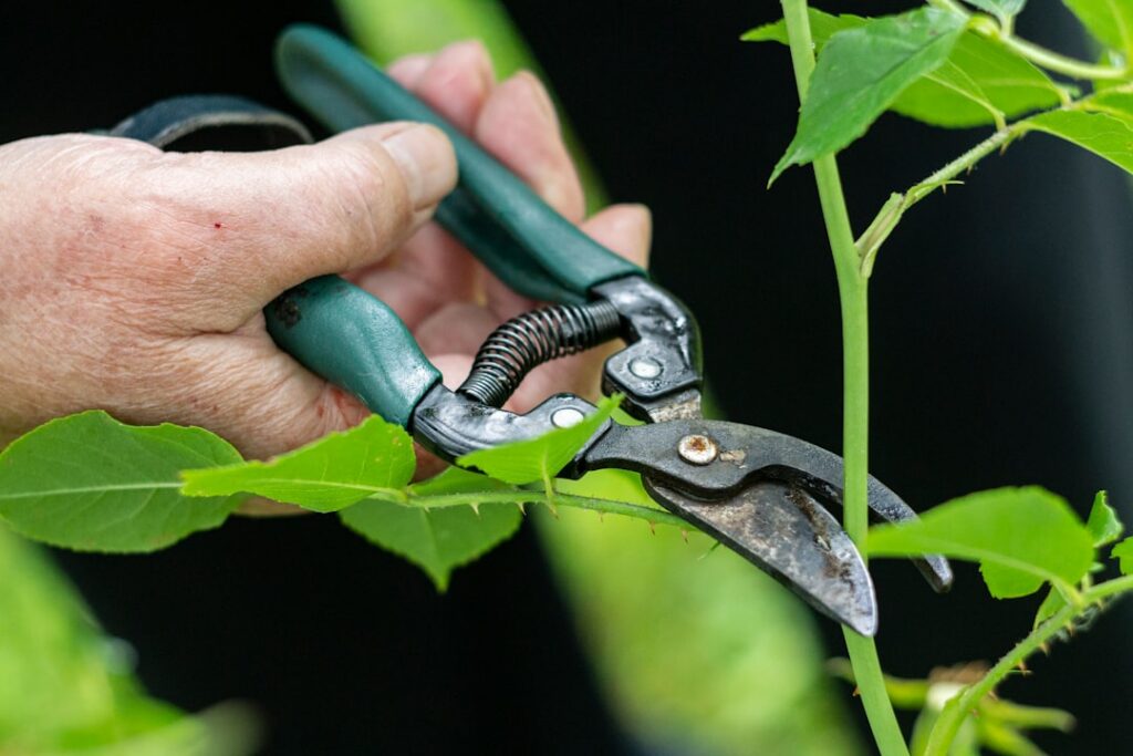A gardener s hands gently pruning a young tomato plant showing where to remove a sucker with small pruning shears
