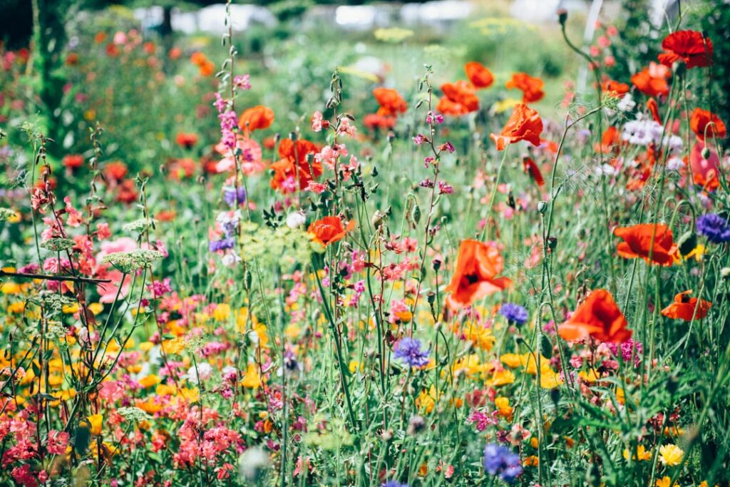A vibrant August garden scene with various green plants and some budding vegetables showing healthy growth and late summ