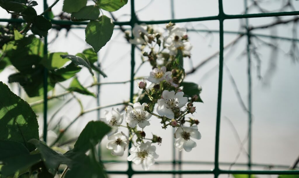 A close-up of a cucumber plant expertly growing up a trellis with lush green leaves and small cucumbers visible demonstr