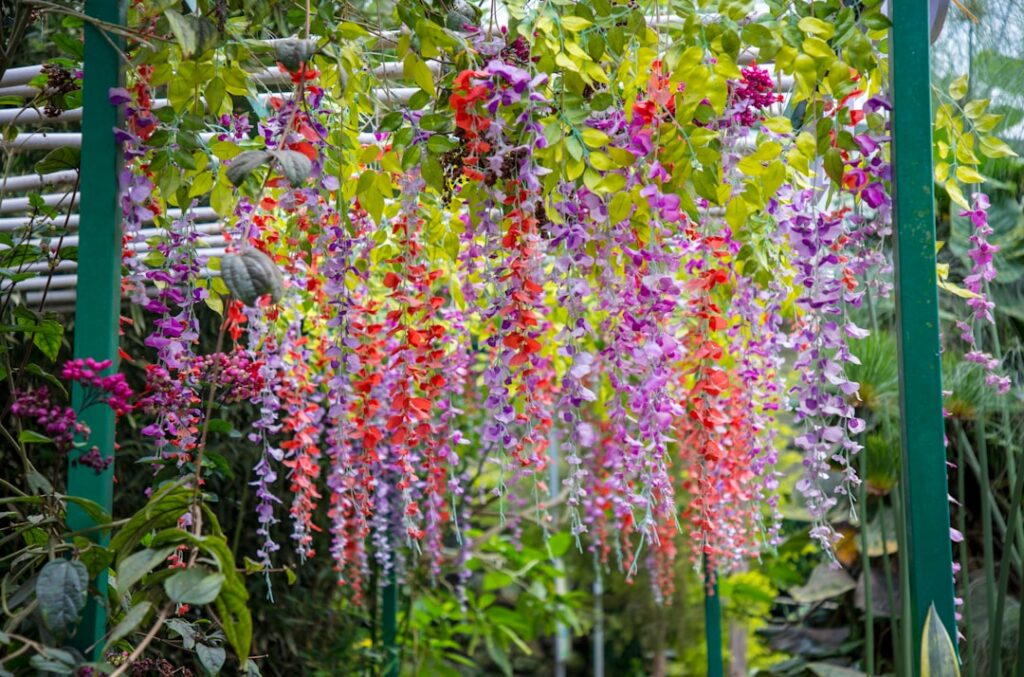 A beautiful garden scene featuring a variety of colorful climbing vines growing on a trellis arbor and wall showcasing v