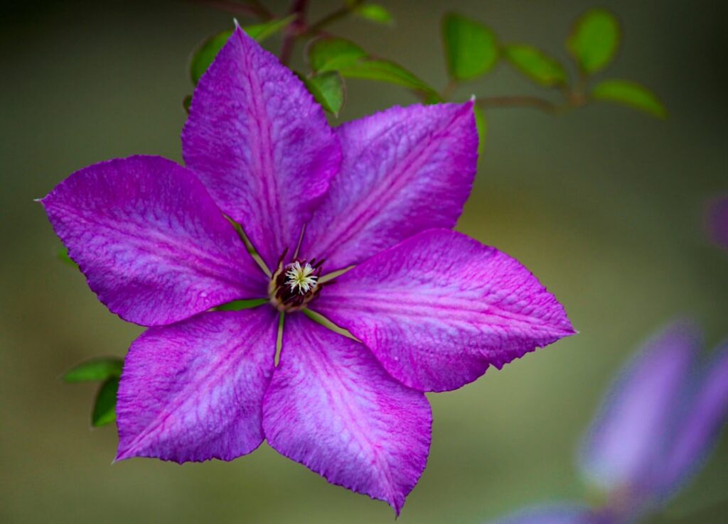 Close-up of a vibrant purple clematis flower blooming profusely on a trellis