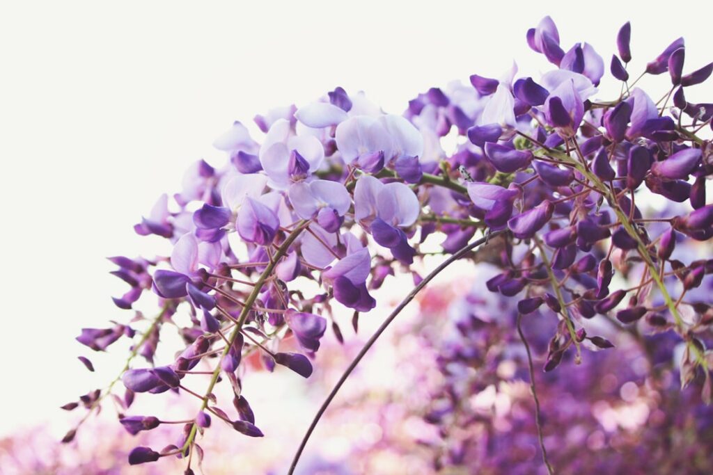 A wisteria vine with long drooping clusters of fragrant purple flowers covering a pergola