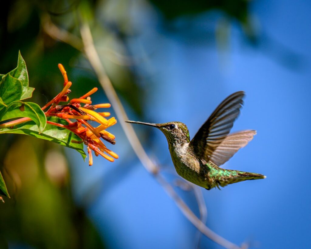 A close-up of fragrant honeysuckle flowers with a hummingbird hovering nearby