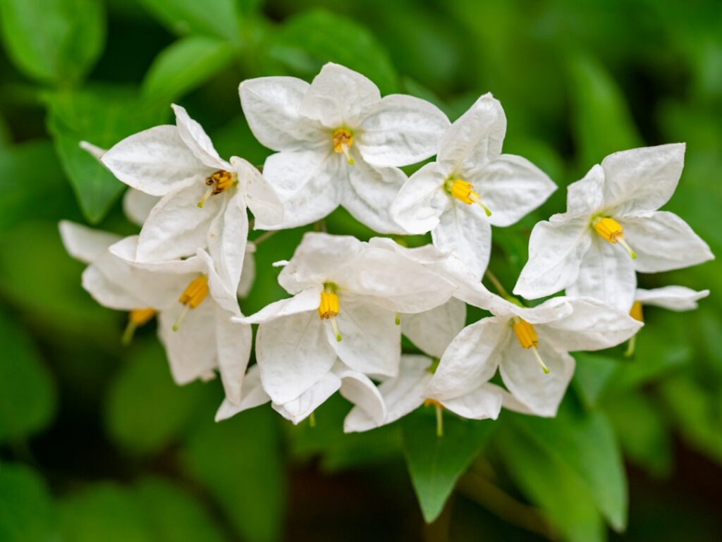 White star jasmine flowers blooming profusely on a garden wall exuding a sweet fragrance