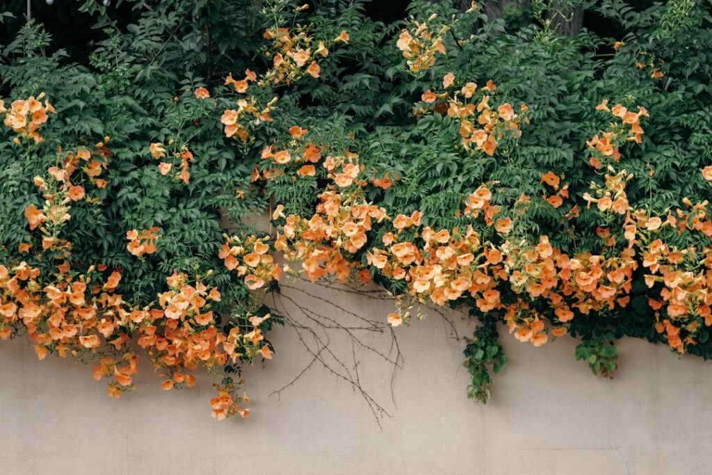 A vibrant orange trumpet vine with abundant trumpet-shaped flowers covering a sturdy fence