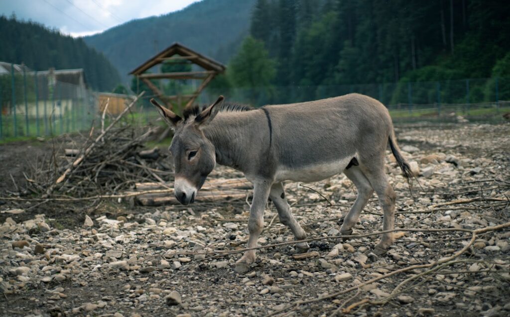 A cartoon illustration of a donkey with a rope tangled around several posts in a farm setting The posts are clearly numb