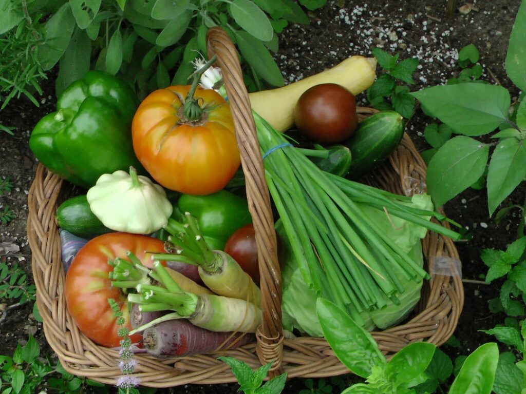 A vibrant collection of various vegetables growing in colorful buckets on a patio or balcony showing healthy foliage and