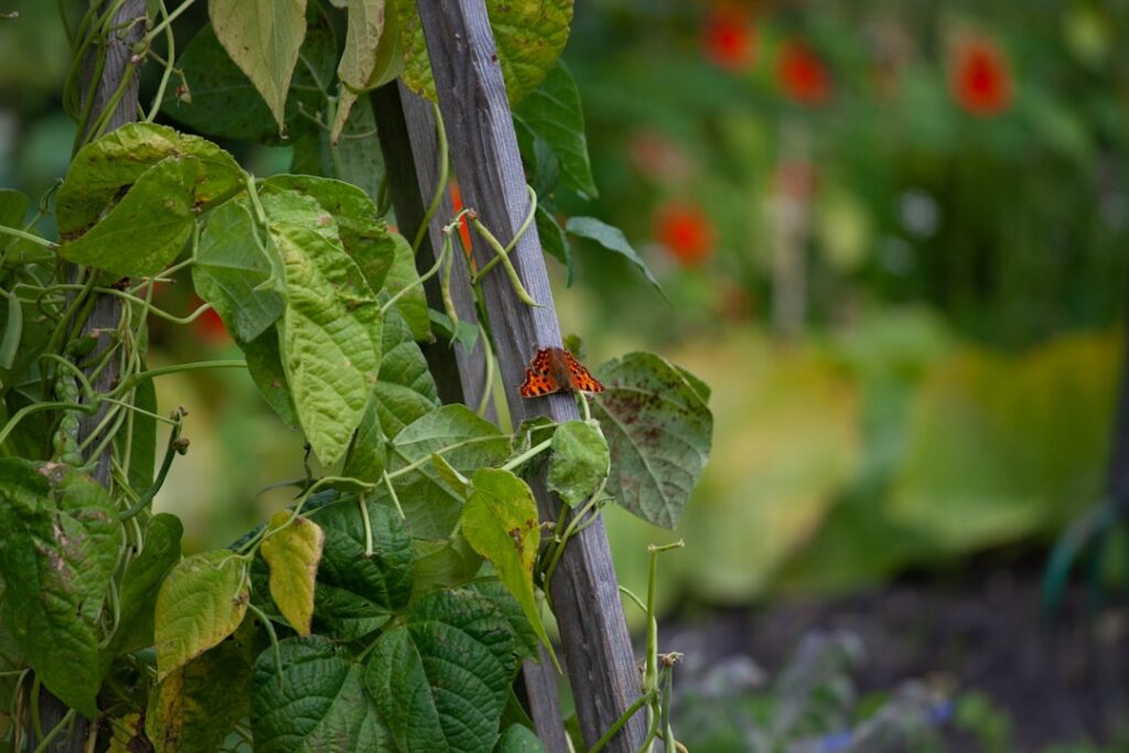 A beautiful organized vegetable garden with various climbing plants on trellises showcasing lush green foliage and visib