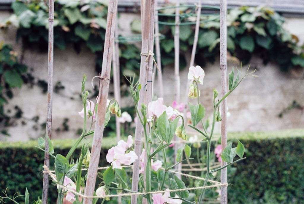 A simple DIY A-frame trellis made from wooden stakes and garden twine supporting lush green pea plants with visible pods