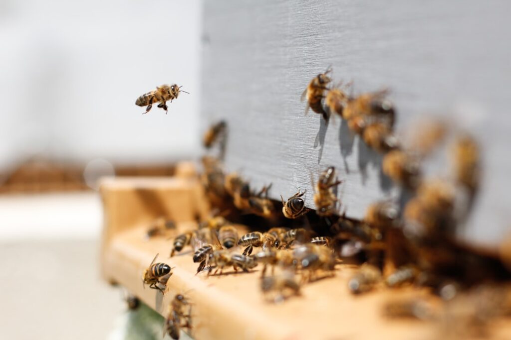 A close-up of a beehive with bees flying around appearing less threatening than other animal dangers