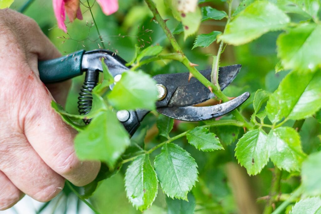 A gardener carefully pruning a rose bush showing clean cuts with sharp hand pruners The plant looks healthy and vibrant