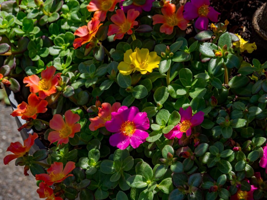 A handful of freshly harvested purslane showing its thick reddish stems and succulent green leaves laid on a rustic wood