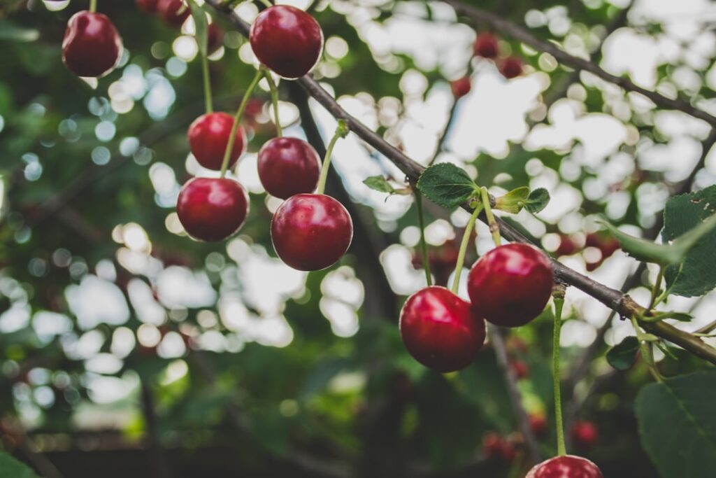 A serene image of a glass of dark red tart cherry juice next to a small bowl of fresh tart cherries with a soft warm lig