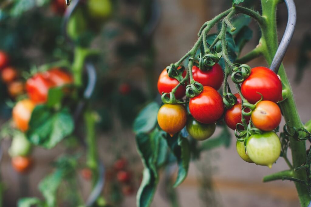 A close-up of a vibrant healthy tomato plant laden with red tomatoes showing lush green leaves and strong stems indicati