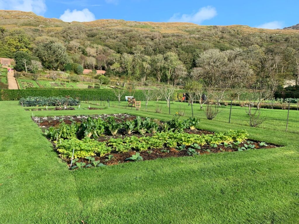 A diverse garden showing various vegetables growing in different stages with some seedlings newly planted and others mor