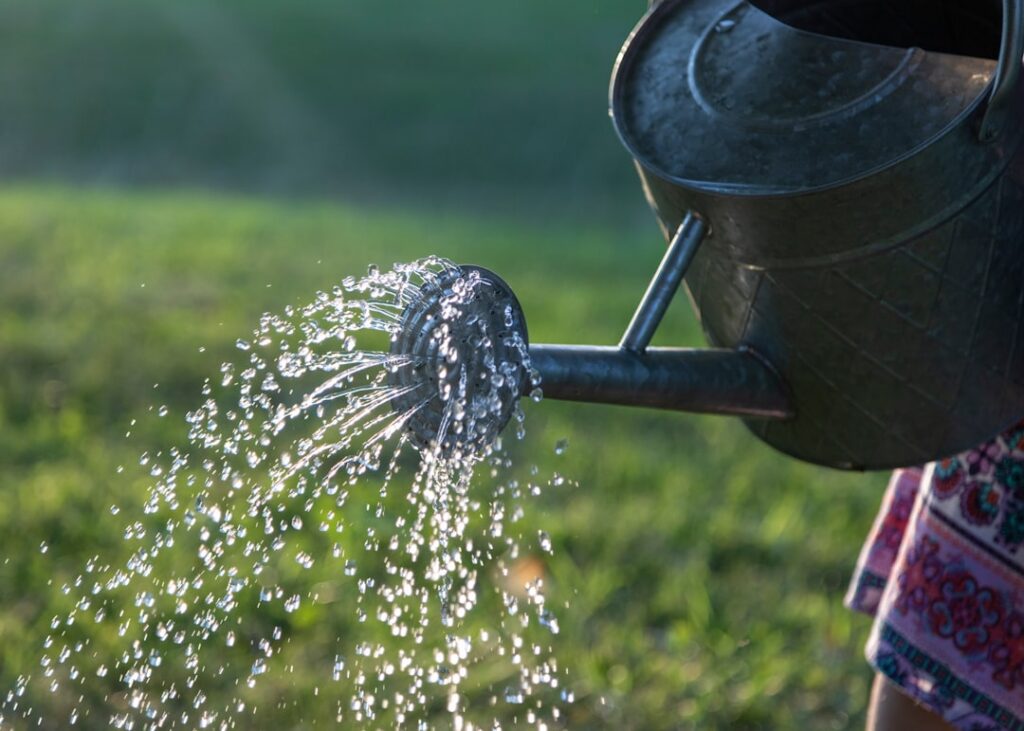 A close-up of a gardener pouring cooled cooking water from a clear glass pitcher onto the soil around a healthy potted p