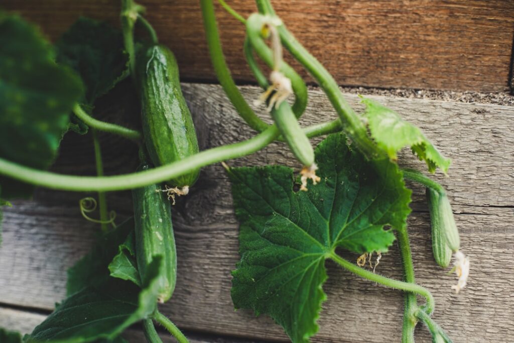 An A-frame trellis covered in lush cucumber plants with visible green cucumbers hanging illustrating easy picking