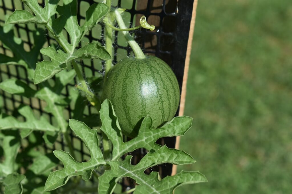 A robust heavy-duty metal arch trellis supporting large pumpkins and watermelons with supportive fabric slings around th