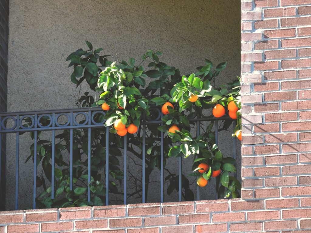A beautiful thriving urban balcony garden with various dwarf fruit trees in large pots featuring lemons figs and small a
