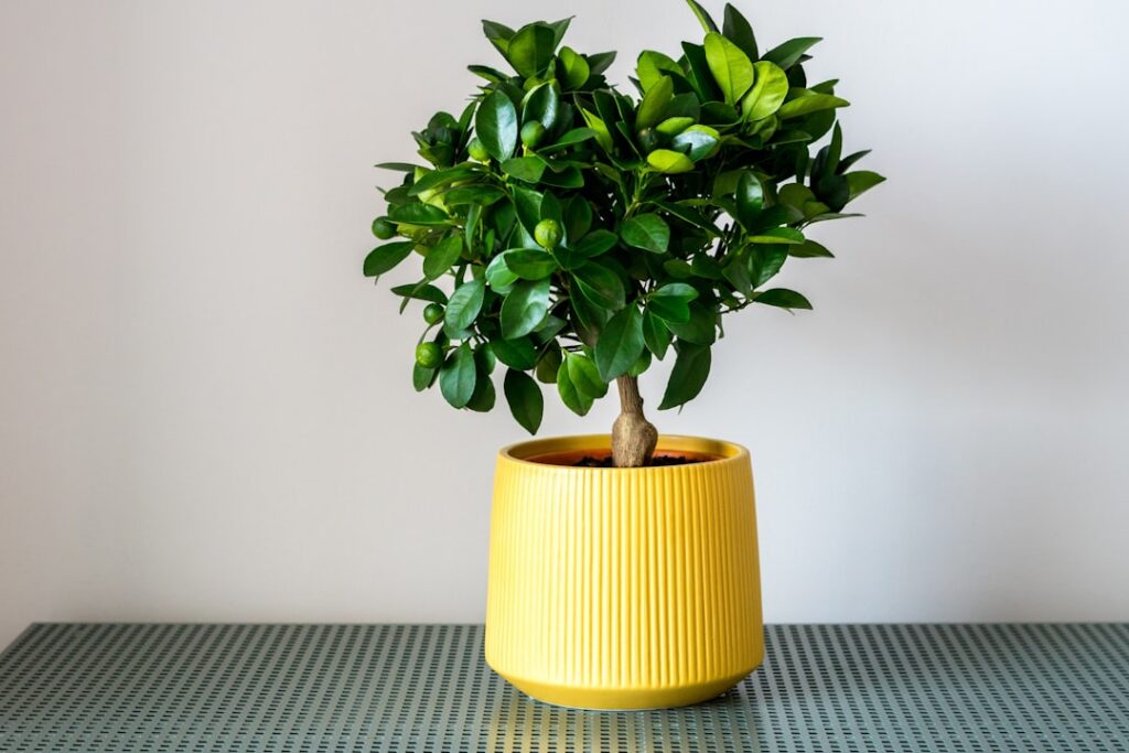 Close-up of a dwarf lemon tree in a terracotta pot on a balcony laden with bright yellow lemons and green leaves with so