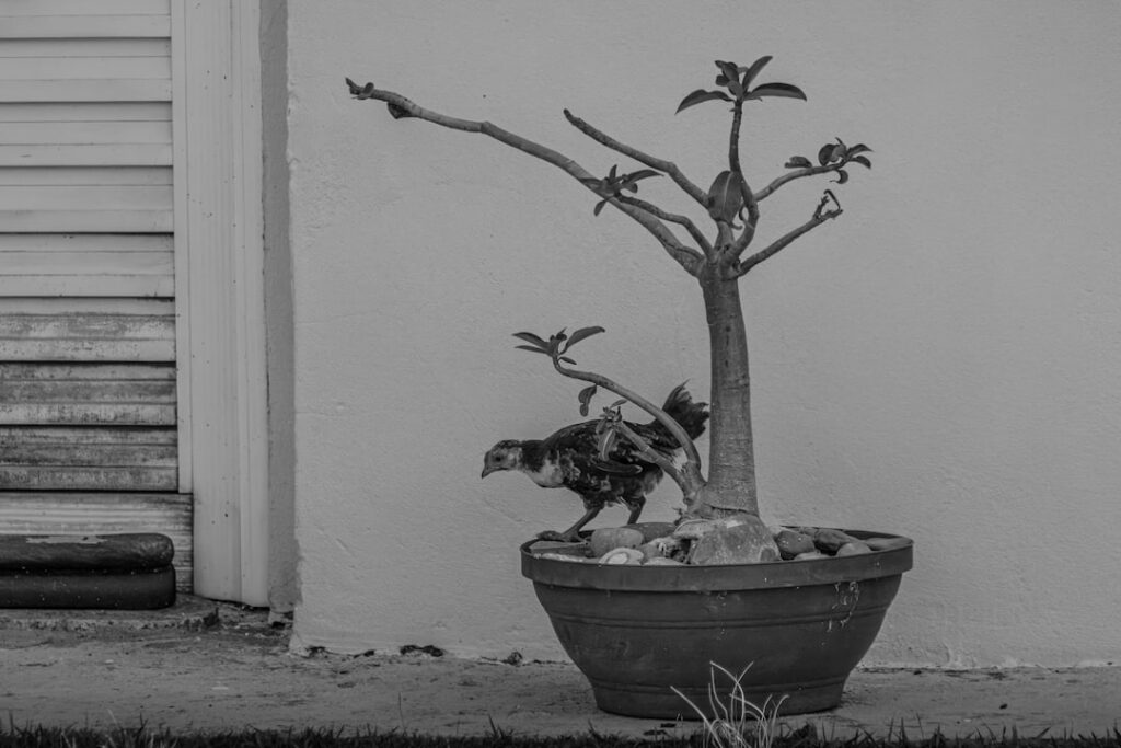 A person s hands gently picking a ripe fig from a dwarf fig tree in a pot on a sunny balcony showcasing the fresh purple