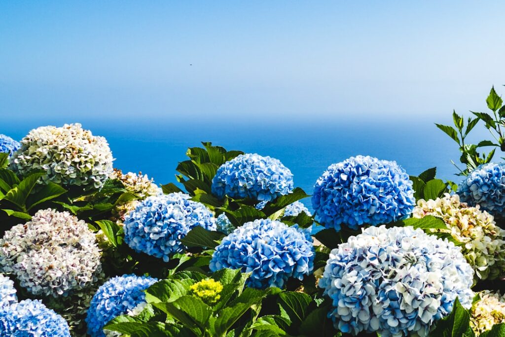 A close-up of vibrant blue and purple hydrangea blooms with a light dusting of coffee grounds around the base of the pla