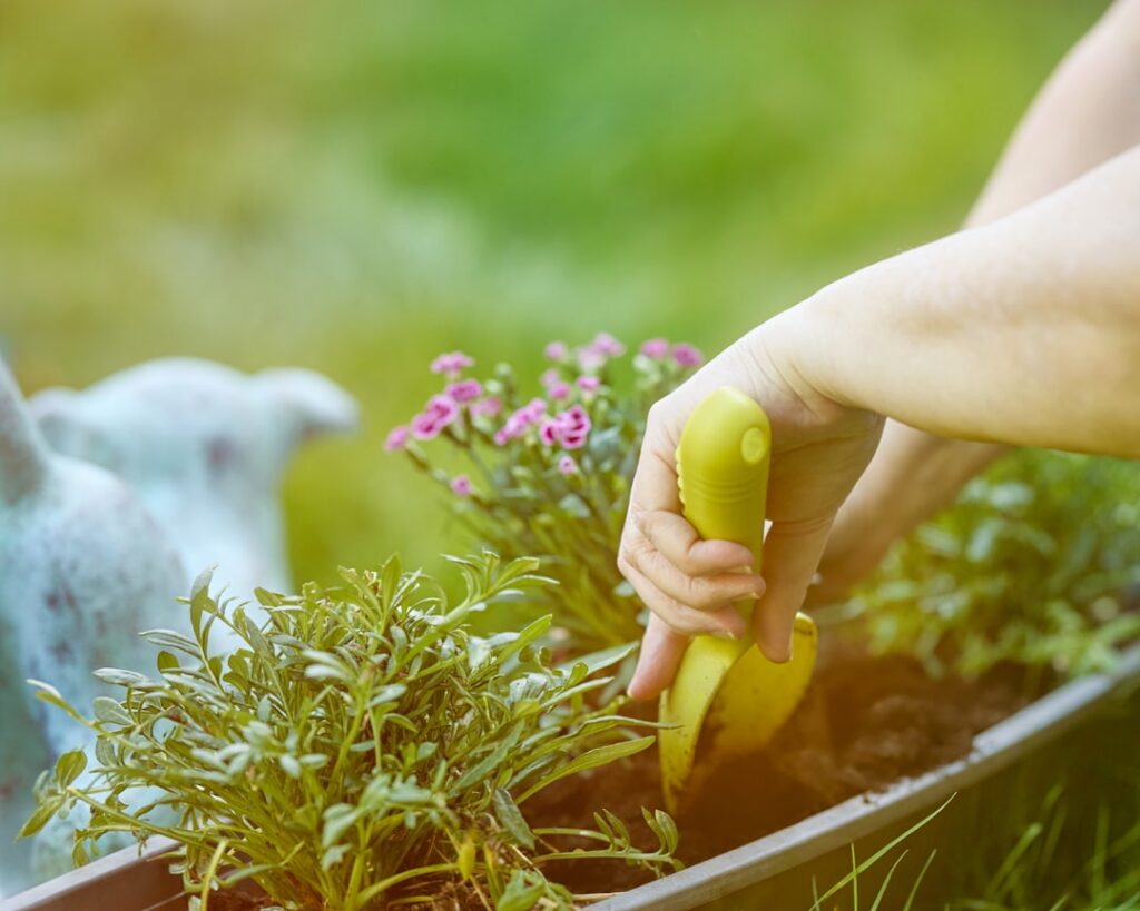 A close-up shot of several banana peels being added to a garden bed around various plants The peels are shown in differe
