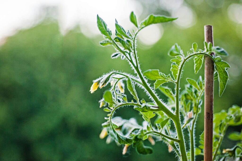 A healthy tomato plant laden with ripe red tomatoes Banana peels are visible in the soil at the base of the plant demons