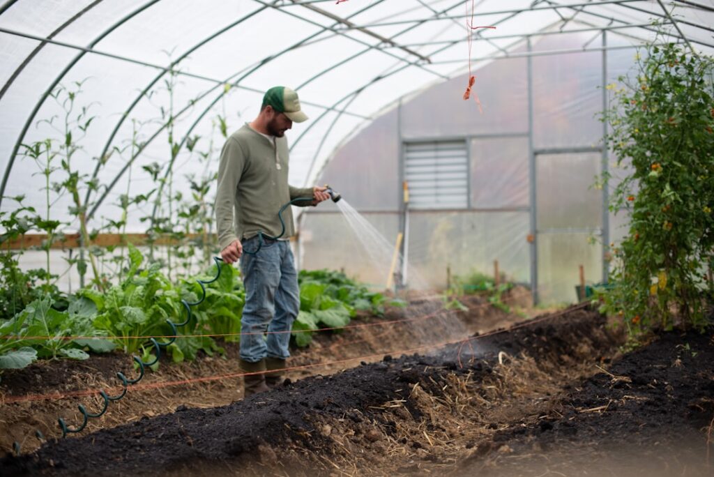 A gardener sprinkling white Epsom salt crystals around the base of a vibrant green plant in a garden bed