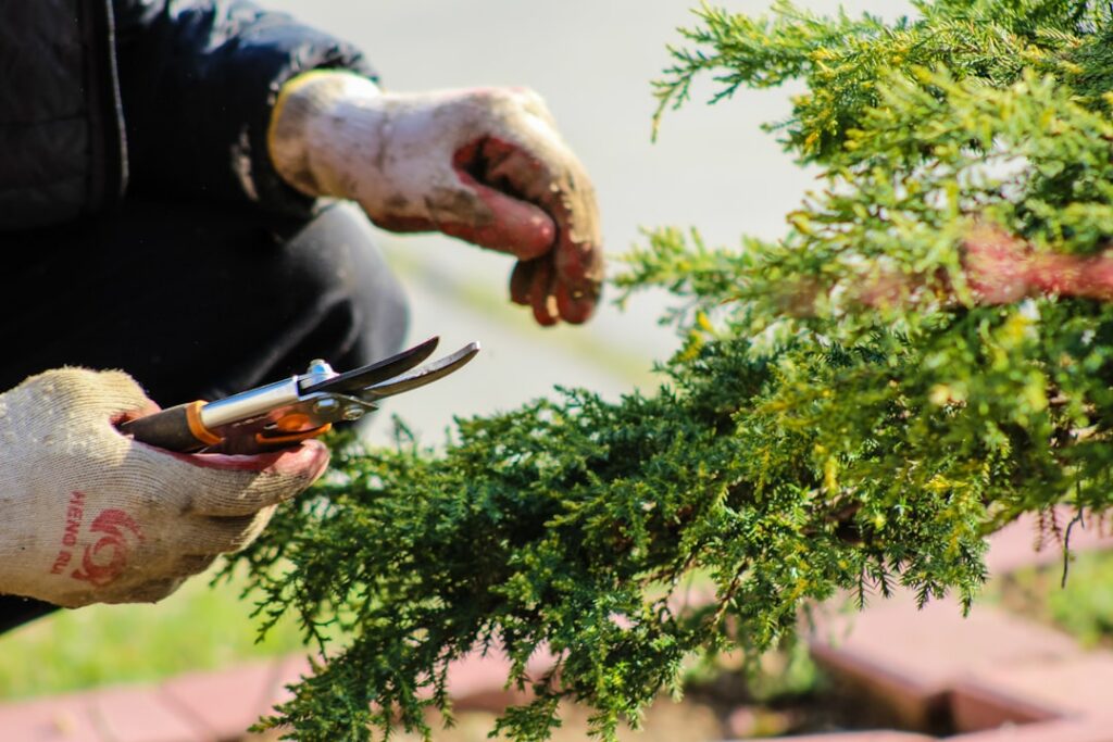 A gardener using sharp pruning shears to trim a healthy tomato plant with other vibrant plants in the background