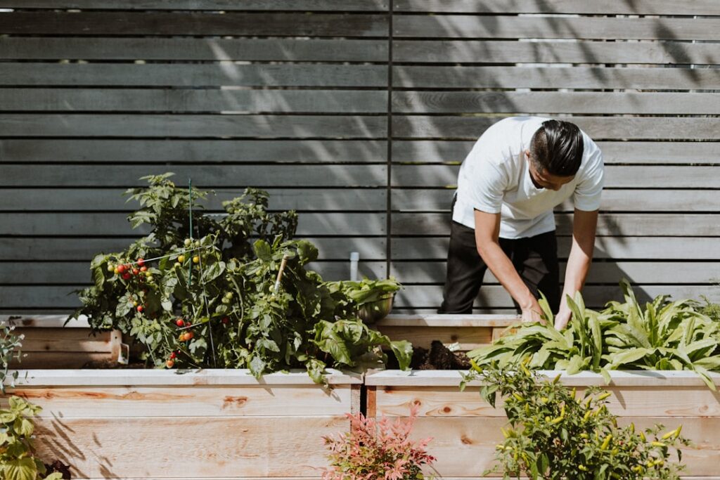 A gardener inspecting a vegetable plant for pests highlighting common signs of infestation