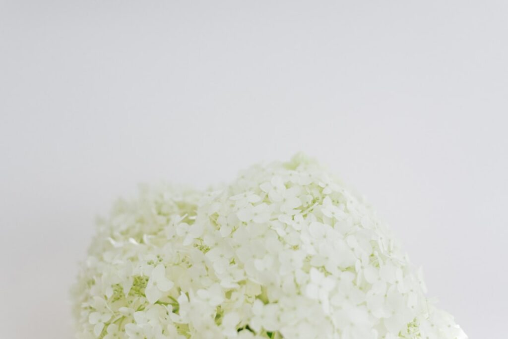 Close-up of spherical white chocolate and coconut truffles generously coated in shredded coconut on a white plate One tr