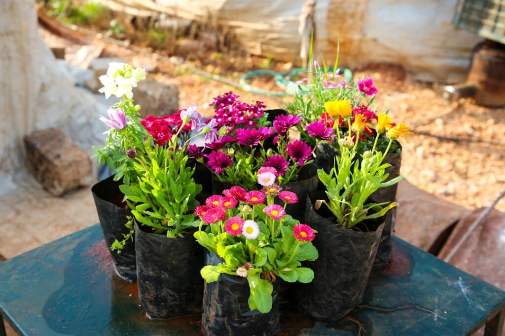 A vibrant healthy vegetable garden setup using various grow bags on a sunny patio Different companion plants are clearly