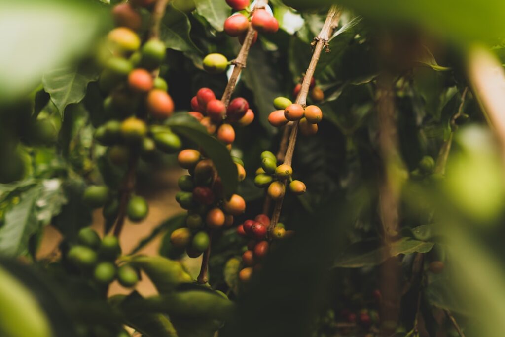A close-up shot of used coffee grounds being sprinkled around the base of a vibrant green plant in a garden bed
